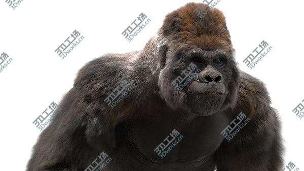 images/goods_img/20210312/3D Lowland Gorilla Fur (Rigged)/5.jpg